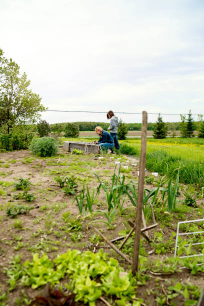 istock Family garden in springtime with lettuce growing. 691287710