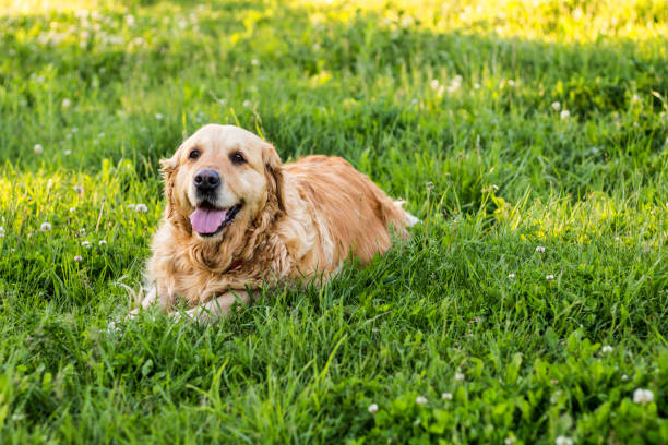 istock old golden retriever dog 691290472