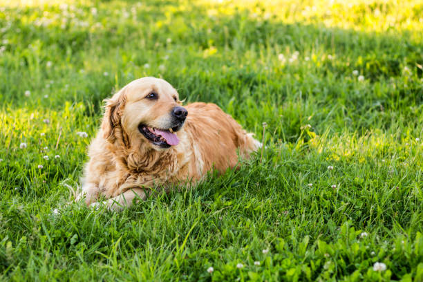 istock old golden retriever dog 691290678