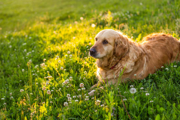 istock old golden retriever dog 691290834