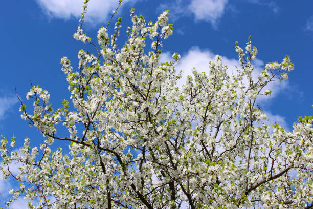 istock blossoming tree of plum on background of blue sky 691291186