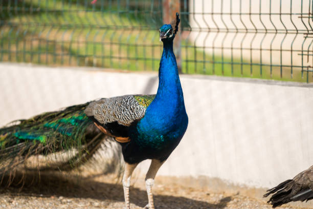 istock Portrait of a peacock 691293710