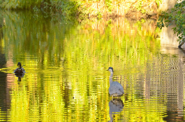 pond with duck and heron. stock photo