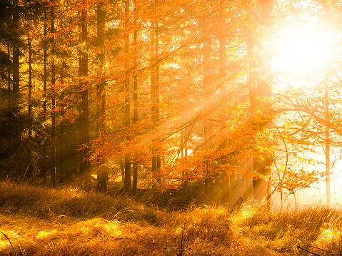 Otoño En El Bosque De La Haya Hermoso Paisaje Cálido Con El Primer Sol De La Mañana Los Rayos En El Brumoso Bosque Otoñal Foto de stock y más banco de imágenes Otoño En El Bosque De La Haya Hermoso Paisaje Cálido Con El Primer Sol De La Mañana Los Rayos En El Brumoso Bosque Otoñal Foto de stock y más banco de imágenes