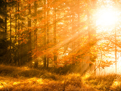 Mùa Thu Trong Rừng Sồi Phong Cảnh Ấm Áp Tuyệt Đẹp Với Những Tia Nắng Mặt  Trời Buổi Sáng Đầu Tiên Trong Rừng Mùa Thu Sương Mù Hình ảnh Sẵn có -