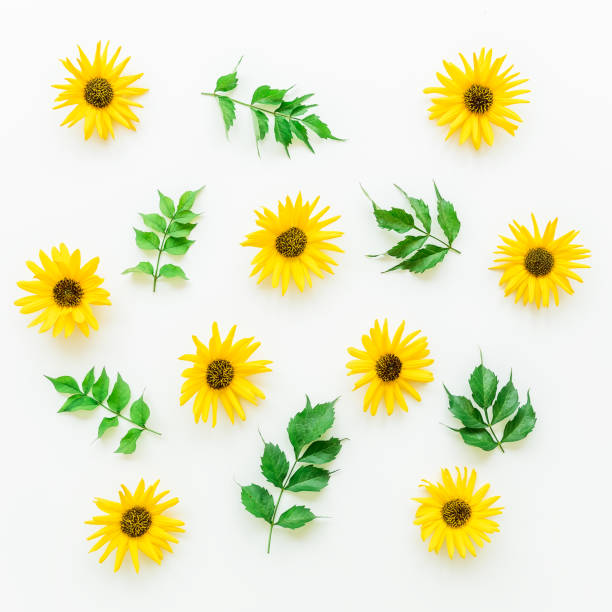 istock Yellow flowers on white background. Flat lay. 691297550