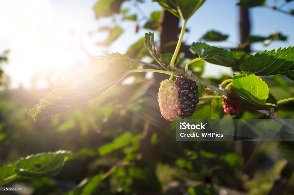 Ripe fruit and foliage of Black Mulberry or Morus nigra Black Mulberry on branch with sun ray or Morus nigra. Closeup Acorn Stock Photo