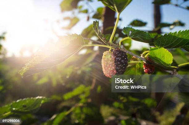 Ripe Fruit And Foliage Of Black Mulberry Or Morus Nigra Stock Photo - Download Image Now