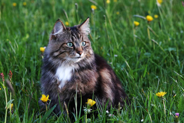 istock A young Norwegian forest cat is hunting in the meadow 691301448