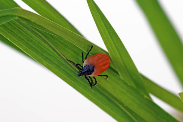A blood-sucking tick on a blade of grass
