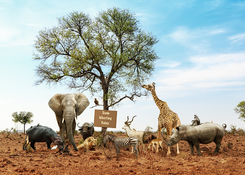 Conceptual image of different wild animals meeting as a team