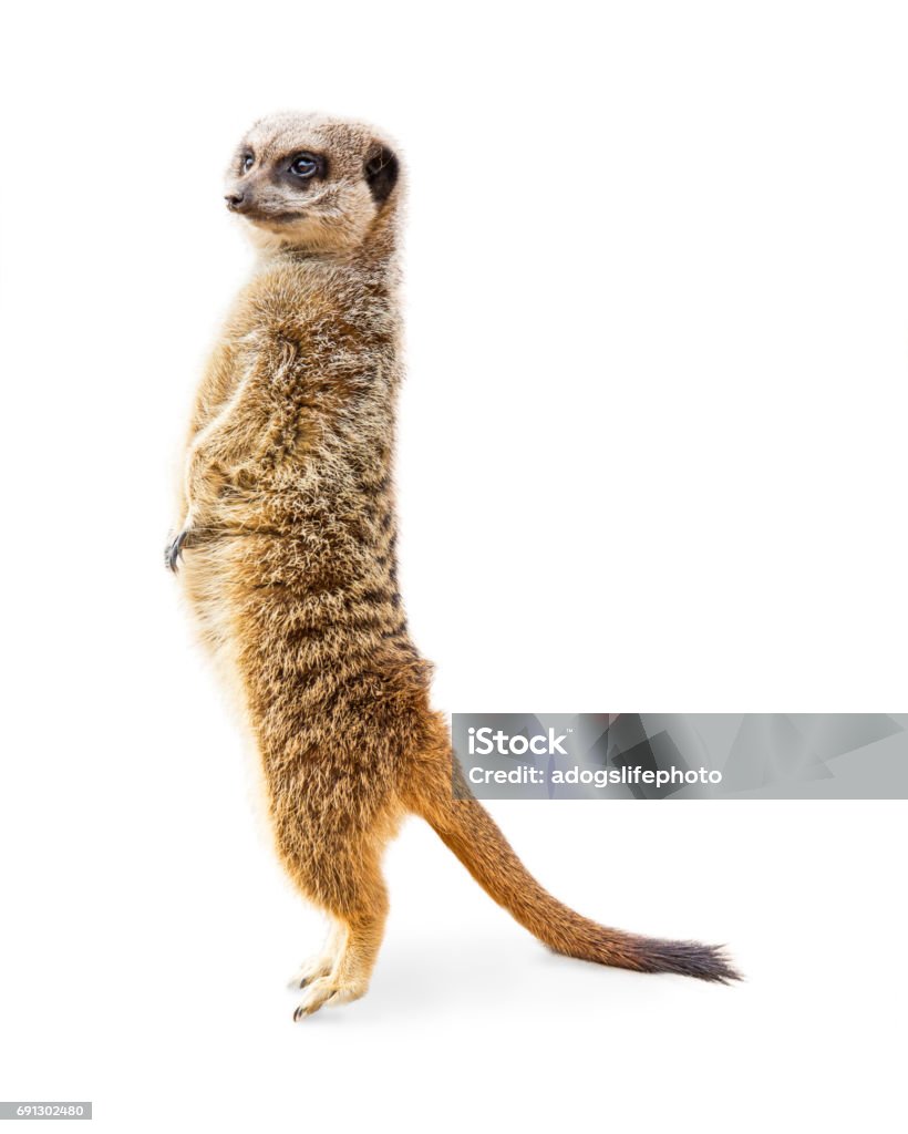 Meerkat Standing Profile Isolated Cute meerkat standing up tall on toes. Isolated on white. Meerkat Stock Photo