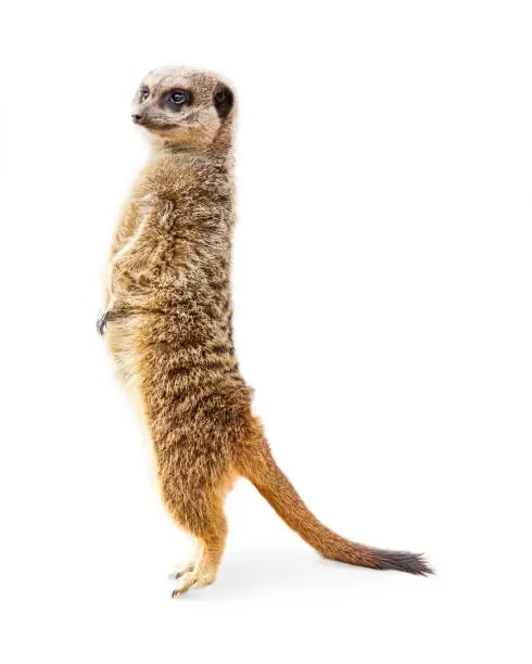 Cute meerkat standing up tall on toes. Isolated on white.
