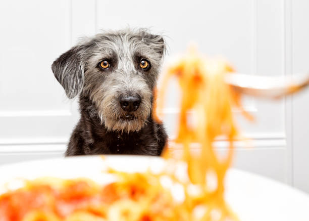 fome de cão implorando por comida babando - suplica - fotografias e filmes do acervo