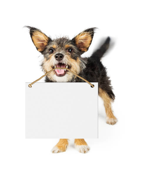 istock Happy Dog Carrying Blank Sign 691302522