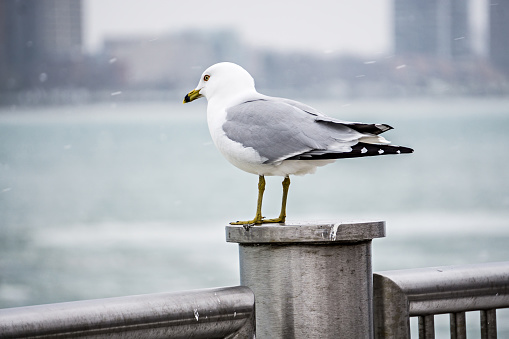 seagulls on posts around the coastal usa scenes