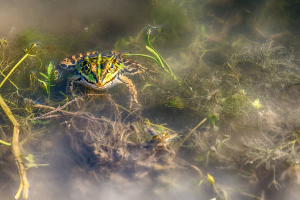 istock Frog in the water 691308898