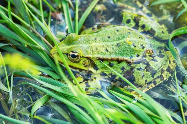 Photo of Frog in the water