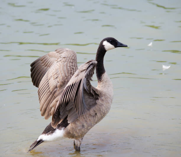 Field with lots of gooses during day of springtime