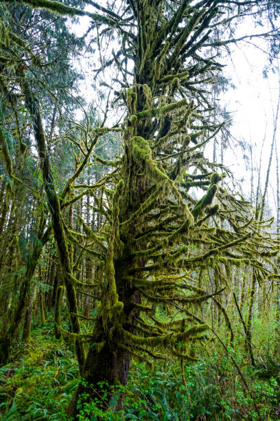 istock Impressive wilderness at Hoh Rain Forest with mossy trees - FORKS - WASHINGTON 691312038