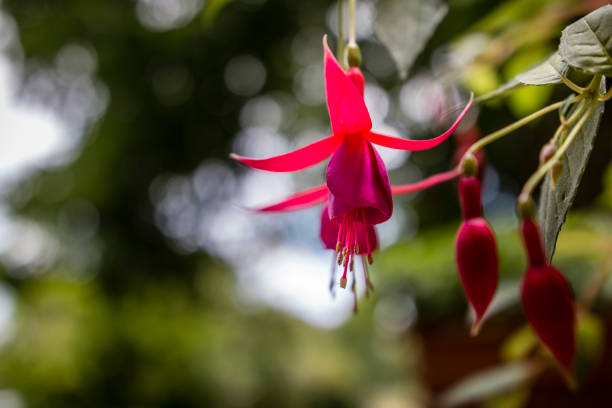 local name earring flower