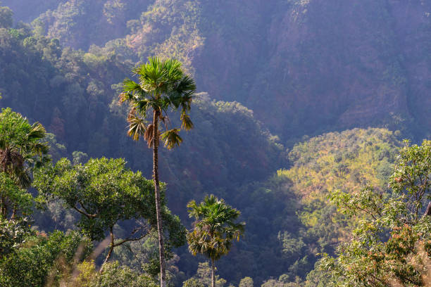 istock Towering palm tree in asian tropical forest. 691318508
