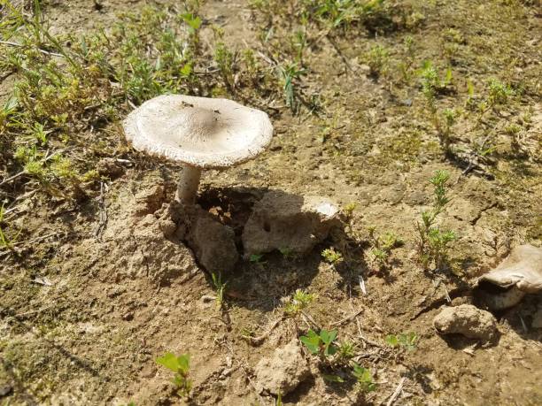 istock small mushroom in the dirt 691330736
