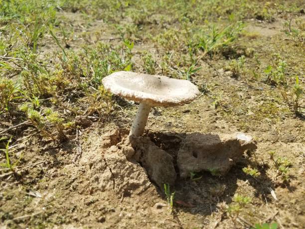 istock small mushroom in the dirt 691330782