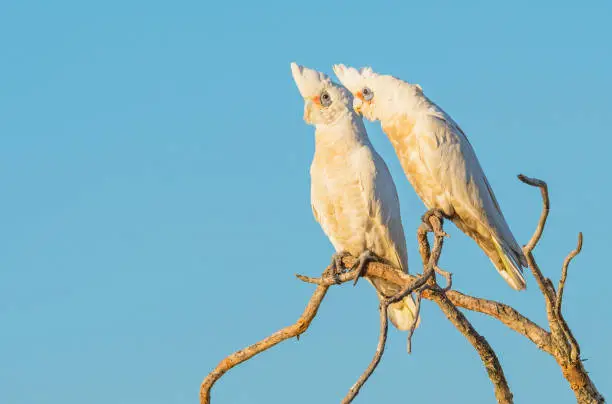 Two Little Corellas perched on a branch, at Herdsman Lake in Perth, Western Australia.