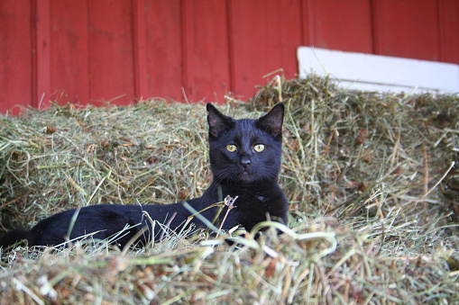 black cat sitting in hay