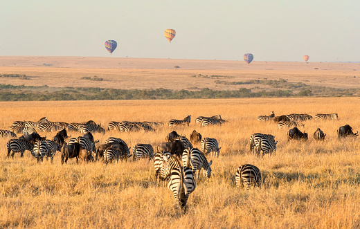 Zebras and Wildebeest grazing early in the morning on the Masai Mara, while hot air balloons are in the distance