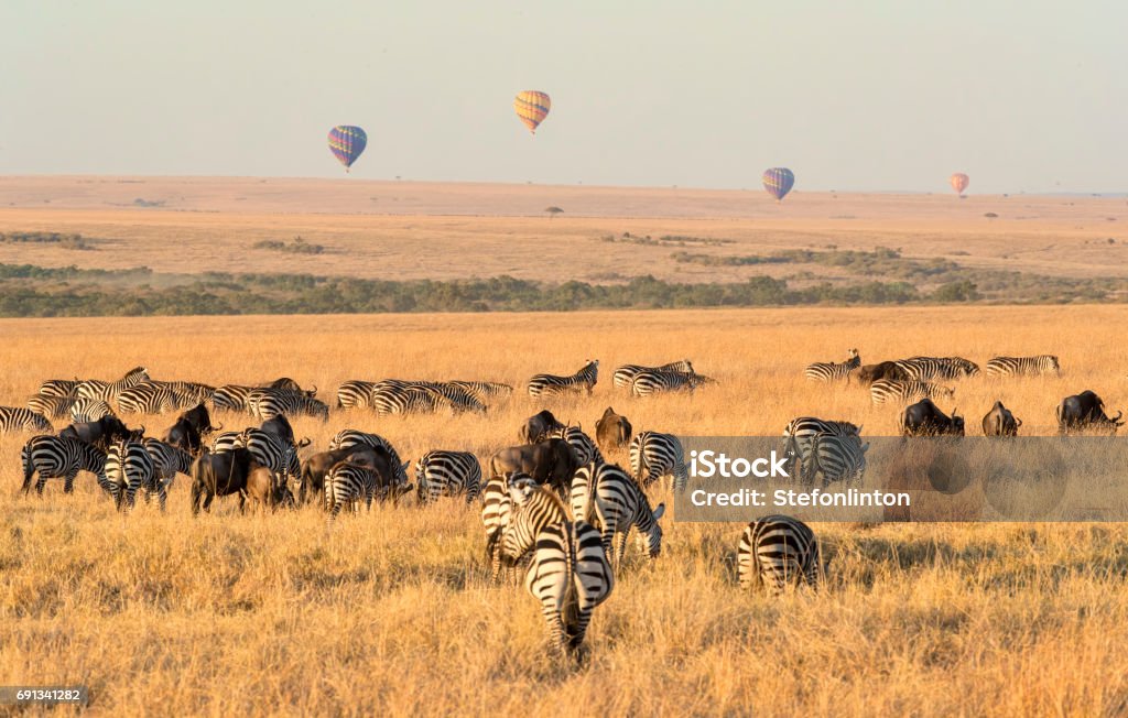 Morning on the Mara Zebras and Wildebeest grazing early in the morning on the Masai Mara, while hot air balloons are in the distance Kenya Stock Photo