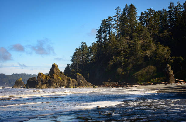 istock Pines and Coastal Rock Formations at Ruby Beach in Olympic National Park 691344346