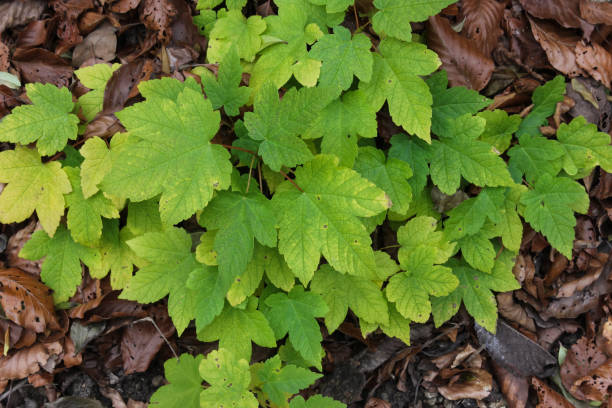 istock late fall plant and leafs colors 691349608