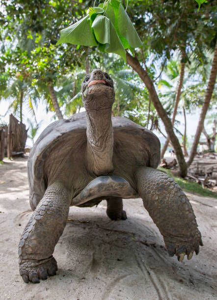 istock Aldabra Giant Tortoise  in Seychelles 691356526