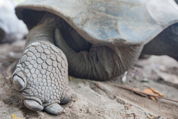 istock Aldabra Giant Tortoise  in Seychelles 691356528