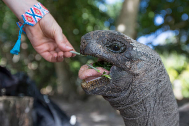 istock hand is feeding a Aldabra Giant Tortoise  in Seychelles 691356532