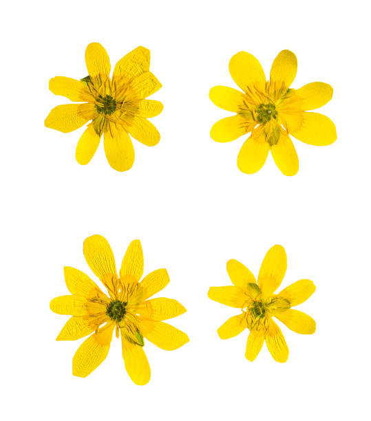 Pressed and dried yellow ficaria verna flowers, isolated Pressed and dried yellow ficaria verna flowers, isolated on white background. For use in scrapbooking, pressed floristry (oshibana) or herbarium. ficaria verna stock pictures, royalty-free photos & images