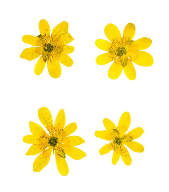 Pressed and dried yellow ficaria verna flowers, isolated on white background. For use in scrapbooking, pressed floristry (oshibana) or herbarium.