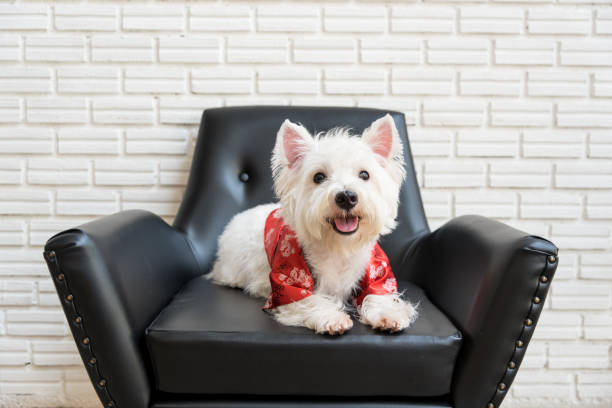 istock White terrier, westie highland dog 691356992