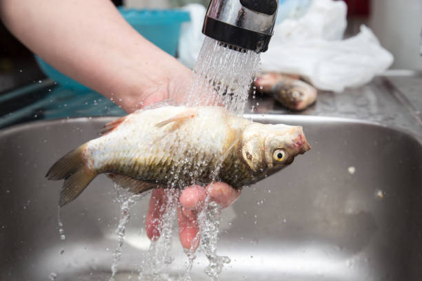 istock The cook washes the fish in the water 691359882
