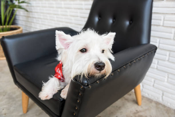 istock White terrier, westie highland dog 691359908