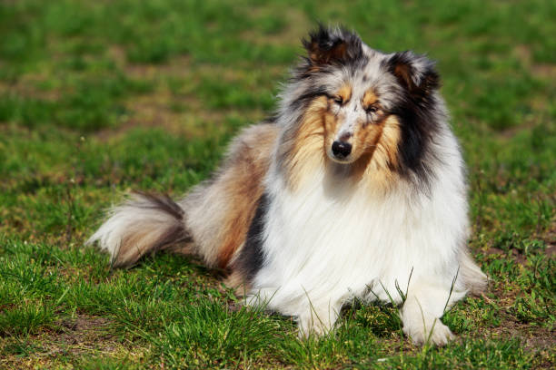istock The dog breed Sheltie 691359912