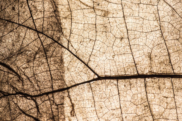 istock leaf background and texture for autumn season 691359968