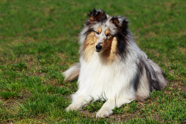 istock The dog breed Sheltie 691360004