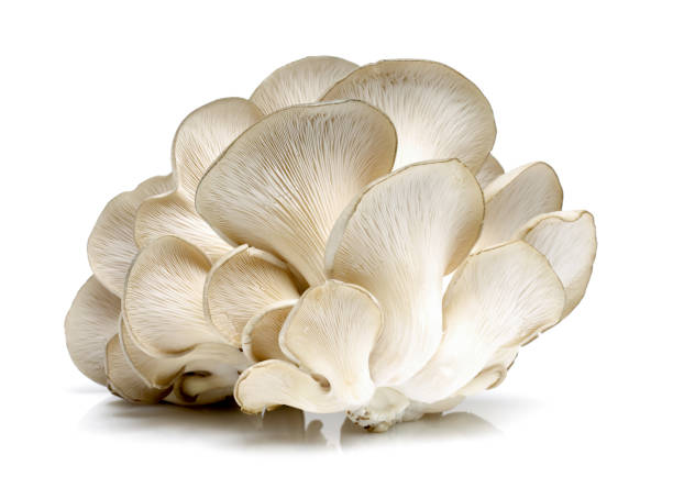 istock Oyster mushroom on the white background 691360190