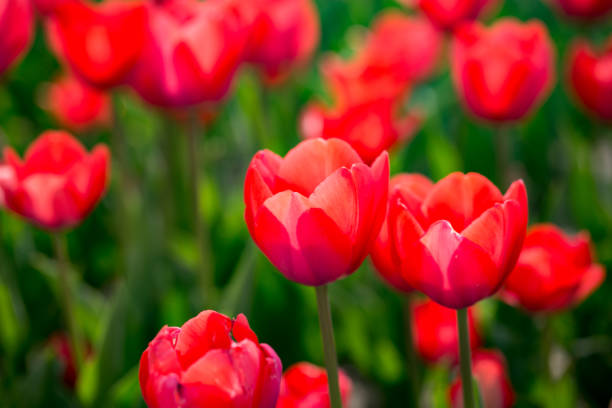 istock Beautiful red tulips in nature 691360642