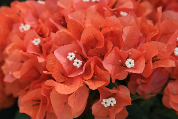 istock Orenge bougainvillea 691360752