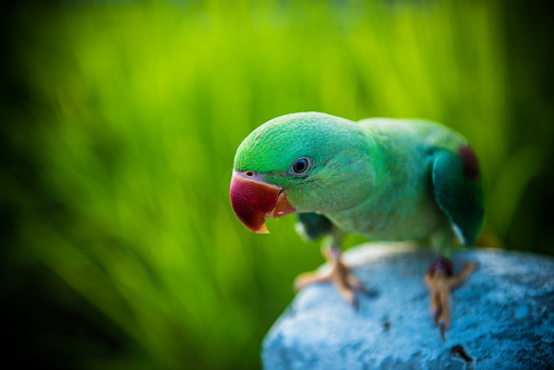Parrot, lovely bird, animal and pet
