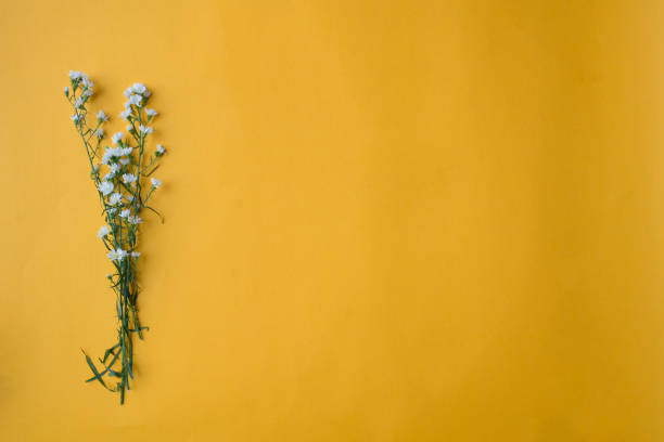 istock White cutter flowers on yellow paper background 691364028